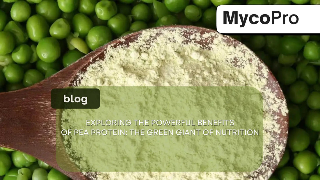 Pea Protein Benefits: The Complete Guide to Plant-Based Nutrition MycoPro Global