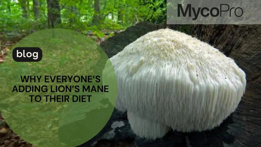 Lion's Mane Mushroom for Brain Health: Cognitive Function, Mood and More MycoPro Global