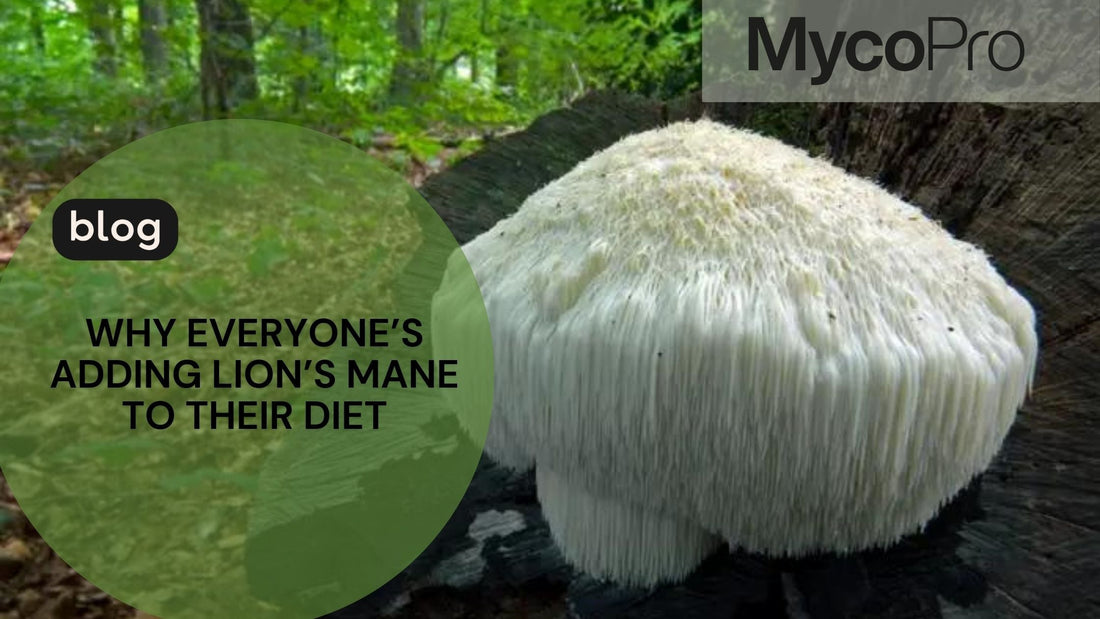 Lion's Mane Mushroom for Brain Health: Cognitive Function, Mood and More