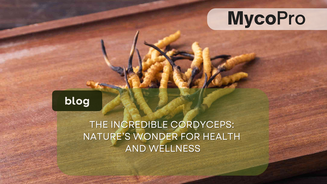 The Incredible Cordyceps: Nature’s Wonder for Health and Wellness