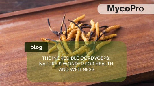 Cordyceps Mushroom: Health Benefits for Energy, Immunity and Performance MycoPro Global