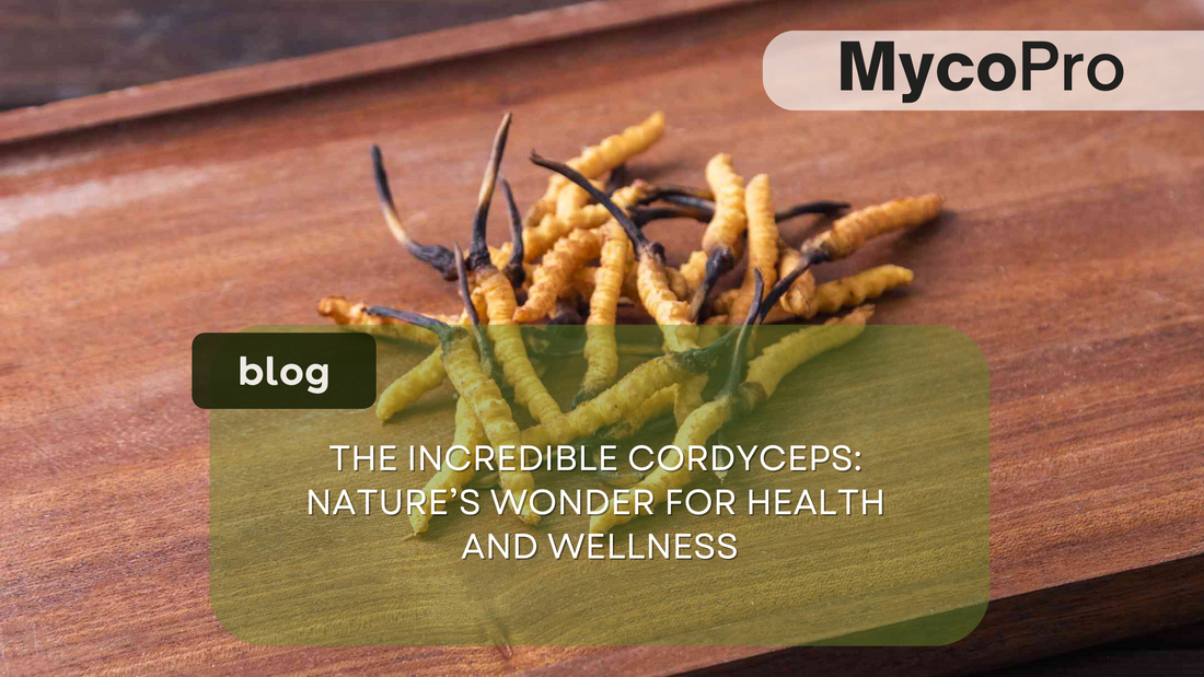 Cordyceps Mushroom: Health Benefits for Energy, Immunity and Performance