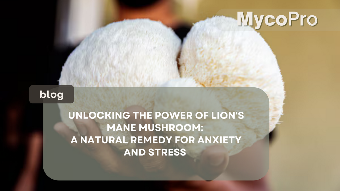 Close-up of a person holding a Lion's Mane mushroom. Blog title reads 'Unlocking the Power of Lion's Mane Mushroom: A Natural Remedy for Anxiety and Stress' with MyCoPro branding in the corner.