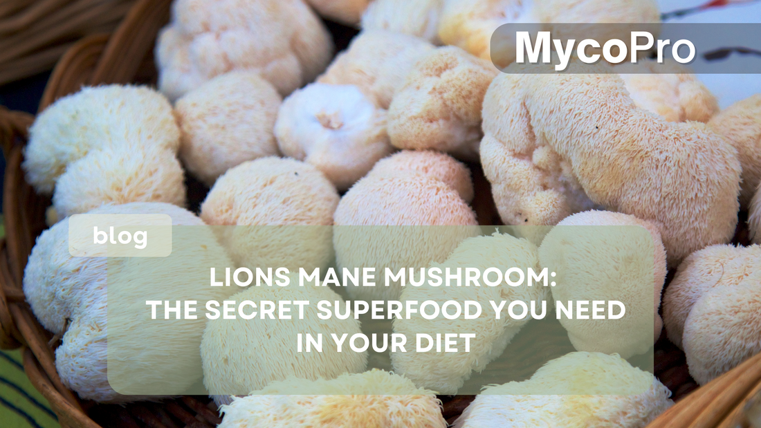 Lion’s Mane Mushroom: The Secret Superfood You Need in Your Diet