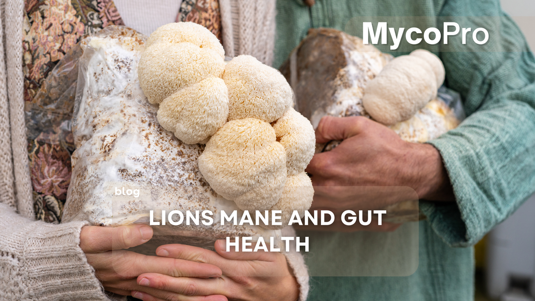 Lion’s Mane and Gut Health: The Surprising Neurological-Digestive Link