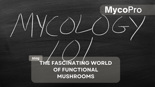 Mycology 101: The Fascinating World of Functional Mushrooms