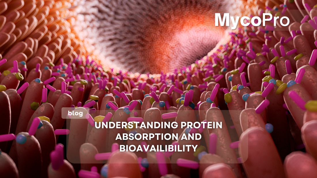 Understanding Protein Absorption and Bioavailability