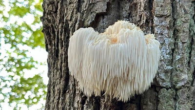 Lion’s Mane