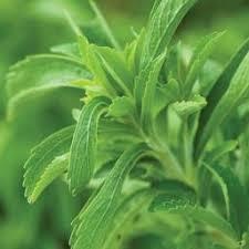 Stevia Leaf Extract